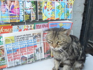 На проспекте Кирова торгует свежей прессой кот Филимон 