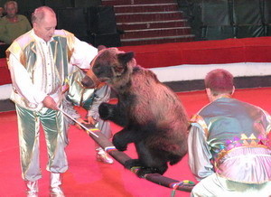 В Днепропетровск привезли удивительных медведей-акробатов 