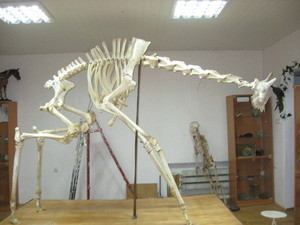 В анатомическом музее появился киевский жираф 