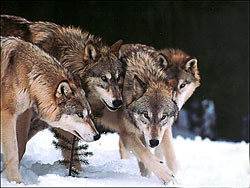 Области угрожает нашествие волков 