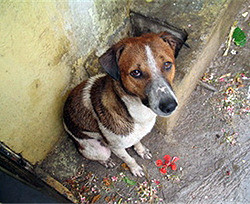В Днепропетровске появилась «горячая линия» для бездомных собак  