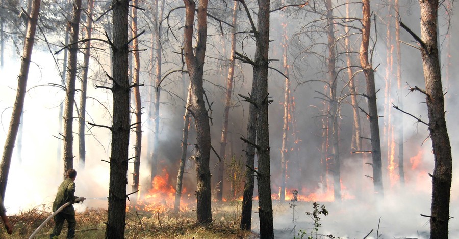В области рекордное количество пожаров: Горят леса и сухостой