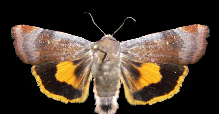 Наши энтомологи обнаружили новые виды бабочек