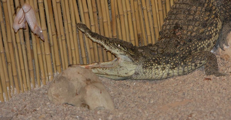 Горожане смогут лично покормить крокодила Гену