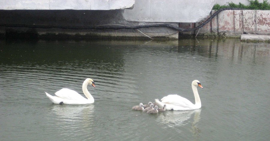 В семье лебедей из парка Глобы родилось семеро малышей