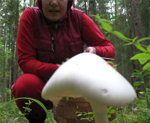 Ядовитые грибы в Днепропетровске открыли сезон охоты на людей