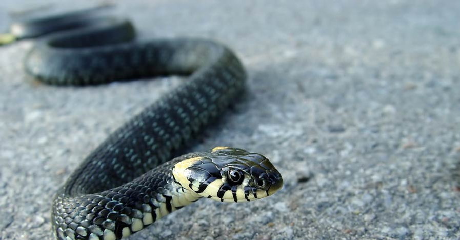 Область атакуют гады: еще одна змея заползла в жилой дом