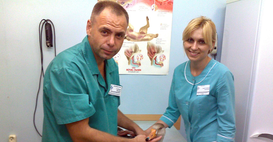 Днепропетровские ветеринары делают по 5-6 операций в день