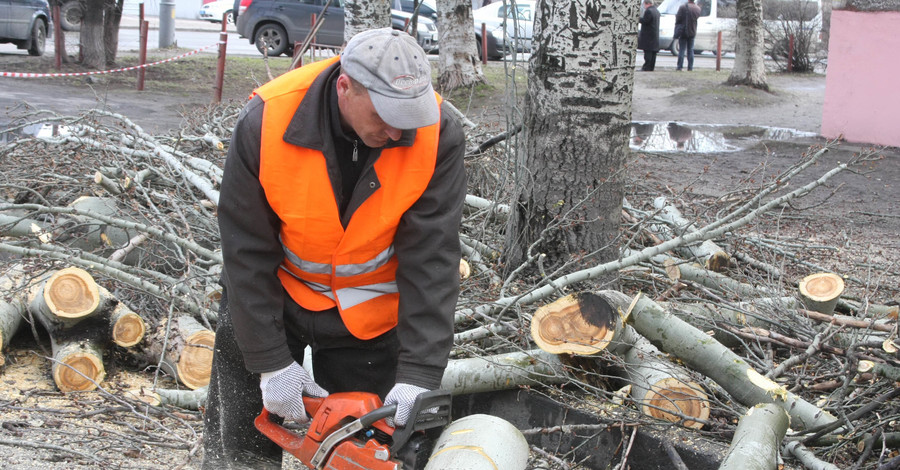 До конца осени в городе уберут больше тысячи аварийных деревьев