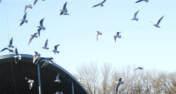 В парке Чкалова чайки выживают уток