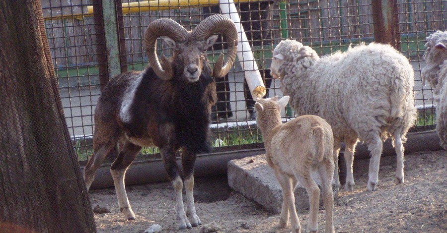 В зоопарке родились пять козлят и пара баранчиков