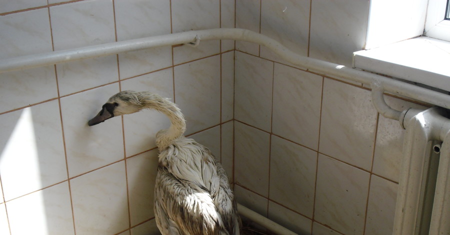 В Днепропетровске американским мылом спасают лебедя Машку