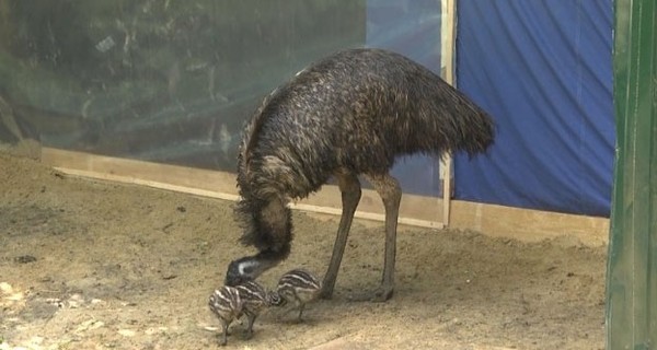 Полтавский страус-переселенец отказал самке в любви - дети еще не выросли!