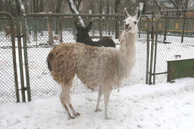 В зоопарке появились две новые ламы 
