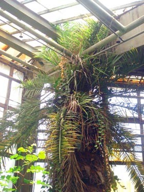 В оранжерее университета спасают финиковую пальму 