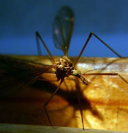 В области - вспышка малярии? 