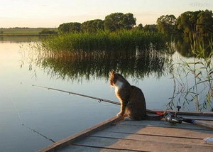 С сегодняшнего дня в области запрещено ловить рыбу 