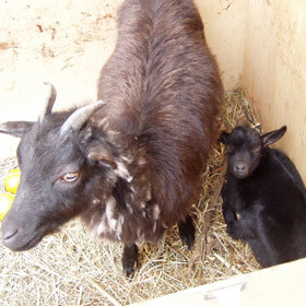 Посетители зоопарка чуть не убили двух коз  
