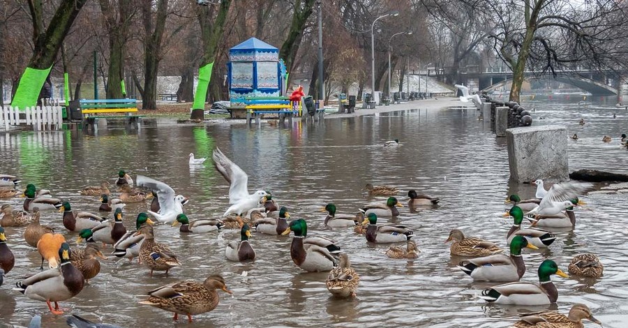 В Днепре утки плавают на тротуаре из-за потопа в парке Глобы