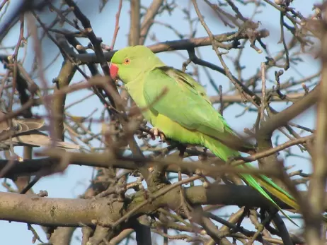 Орнітолог про появу зелених папуг в Україні: Це погано – вони загрожують нашим птахам