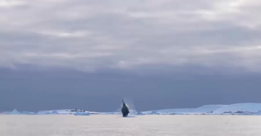 Українські полярники показали, як стрибають кити в Антарктиці
