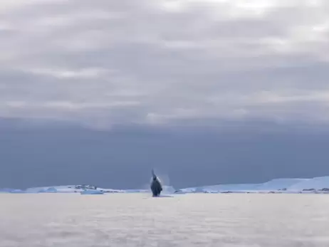 Українські полярники показали, як стрибають кити в Антарктиці